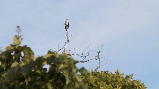 Águila marina sentarse en la rama en la parte superior del árbol. Phuket, Tailandia . — Vídeo de stock