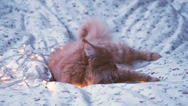 Милий імбирний кіт кусає блискучі лампочки. Пухнаста тварина виглядає цікаво. Затишний домашній святковий фон . — стокове відео
