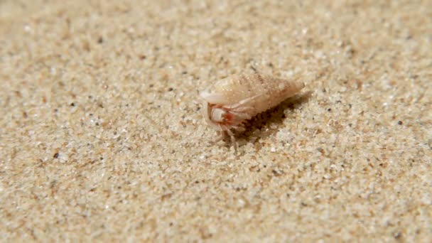 Un pequeño cangrejo sale de la concha. Playa de arena en la isla de Phuket, Tailandia . — Vídeos de Stock
