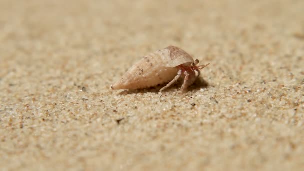 Kleine krab kruipt uit de schelp. Zandstrand op Phuket island, Thailand. — Stockvideo