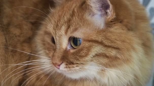 Cute ginger cat lying in bed. Fluffy pet starring in camera. Cozy home background. Close up portrait of furry domestic animal. — Stock Video