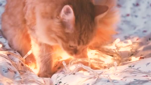 Cute ginger cat biting shining light bulbs, holiday decoration. Cozy home holiday background. — Stock Video