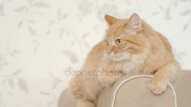 Şirin zencefil kedi kanepe kolunda yalan. Kabarık evde beslenen hayvan fotoğraf makinesindeki yıldızı. Rahat ev arka plan.