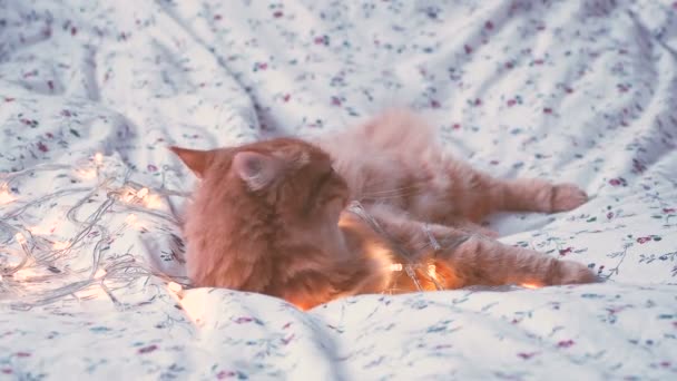 Симпатичный рыжий кот, кусающий сияющие лампочки, праздничное оформление. Уютный дом отдыха фоне . — стоковое видео