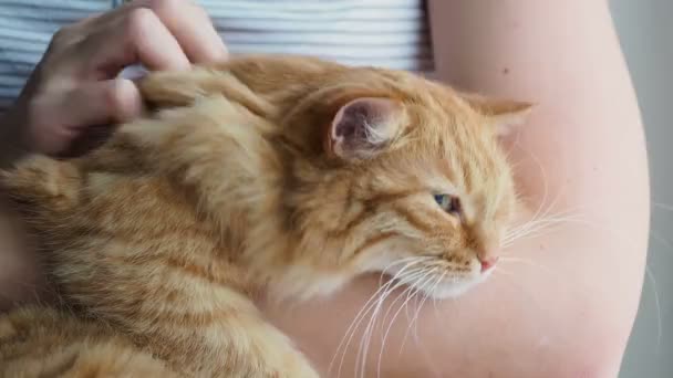 Woman stroking cute ginger cat lying in her arms. Very fluffy pet purrs closes eyes from pleasure. Cozy home. — Stock Video