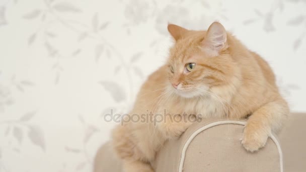 Mignon chat roux couché sur le bras du canapé. Animaux de compagnie moelleux mettant en vedette à la caméra. Confortable fond de maison . — Video