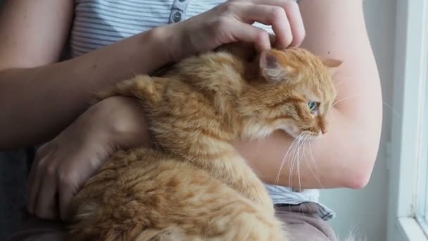 Mujer acariciando lindo jengibre gato acostado en sus brazos. Los ronroneos de mascotas muy esponjosos cierran los ojos del placer. Acogedora casa . — Vídeos de Stock