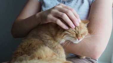Onun kollarında yalan kadın okşayarak şirin zencefil kedi. Çok kabarık evde beslenen hayvan zevk gözlerinden kapanır mırıldayan. Rahat ev.