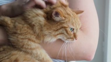 Onun kollarında yalan kadın okşayarak şirin zencefil kedi. Çok kabarık evde beslenen hayvan zevk gözlerinden kapanır mırıldayan. Rahat ev.