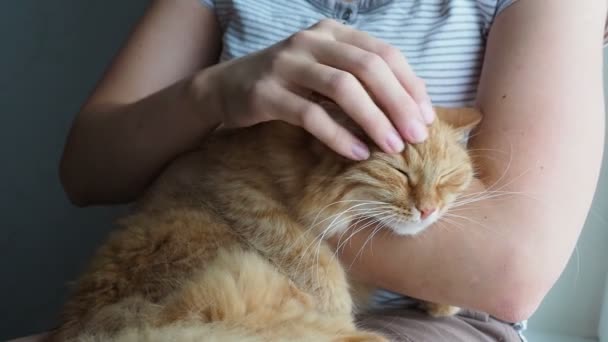 Vrouw strelen schattig gember kat liggen in haar armen. Zeer pluizig huisdier purrs sluit ogen van plezier. Gezellig thuis. — Stockvideo