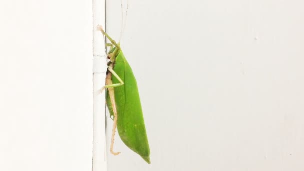 Insectos de la familia Tettigoniidae comúnmente llamados grillo arbusto, katydid, saltamontes de cuernos largos sentados en la pared . — Vídeo de stock