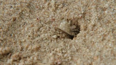 Minik Yengeç delikten tarar. Phuket Island, Tayland tarihinde kum plaj.