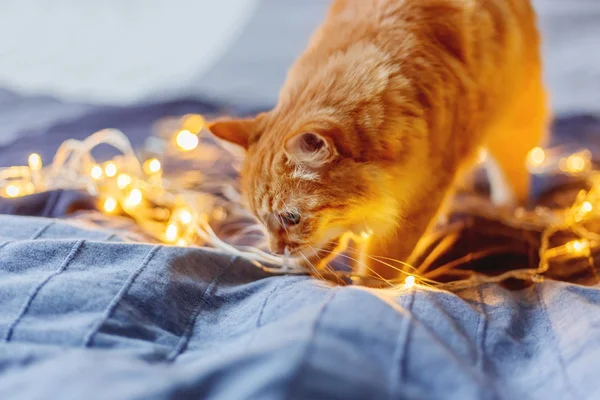 Giro gato gengibre deslocando lâmpadas brilhantes. O animal de estimação fofo olha curiosamente. Aconchegante casa férias fundo . — Fotografia de Stock