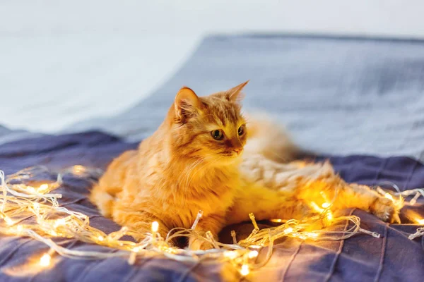 귀여운 생강 고양이 빛나는 전구 함께 침대에 누워. 무성 한 애완 동물 흥미롭게 보인다. 아늑한 홈 휴일 배경. — 스톡 사진
