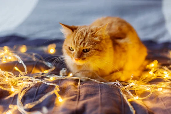 귀여운 생강 고양이 빛나는 전구 함께 침대에 누워. 아늑한 홈 휴일 배경. — 스톡 사진