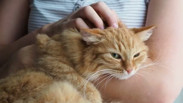 Mujer acariciando lindo jengibre gato acostado en sus brazos. Los ronroneos de mascotas muy esponjosos cierran los ojos del placer. Acogedora casa . — Vídeos de Stock
