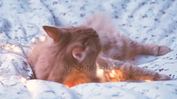 Симпатичный рыжий кот, кусающий сияющие лампочки, праздничное оформление. Уютный дом отдыха фоне . — стоковое видео