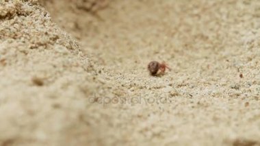 Küçük Yengeç kum üzerinde sürünerek. Phuket, Tayland.