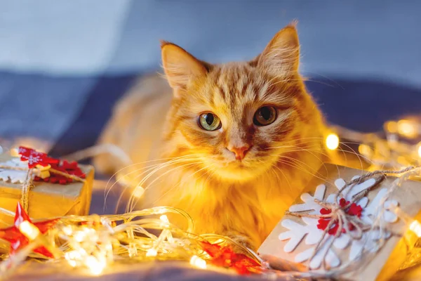 Şirin zencefil kedi ampulleri ve yeni yıl parlayan ile yatakta yalan Kraft kağıt içinde sunar. Rahat ev Noel tatil arka plan.