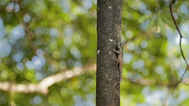 Iguana sentada en un tronco de árbol. Bangkok, Tailandia . — Vídeo de stock