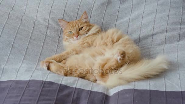 Carino gatto zenzero sdraiato pancia in su nel letto sulla coperta grigia, soffice animale domestico sta per dormire. Accogliente sfondo casa. Profilo piatto . — Video Stock