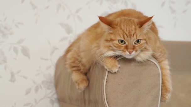 Aranyos gyömbér macska feküdt kar kanapé. Bolyhos kisállat főszereplő a kamera. Hangulatos otthoni háttér. — Stock videók