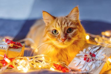 Şirin zencefil kedi ampulleri ve yeni yıl parlayan ile yatakta yalan Kraft kağıt içinde sunar. Rahat ev Noel tatil arka plan.