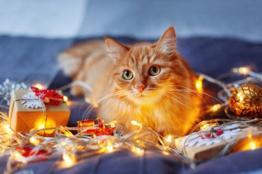 Şirin zencefil kedi ampulleri ve yeni yıl parlayan ile yatakta yalan Kraft kağıt içinde sunar. Rahat ev Noel tatil arka plan.