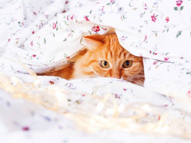 Şirin zencefil kedi ampulleri parlayan ile yatakta oturuyor. Kabarık pet merakla görünüyor. Rahat ev tatil arka plan.