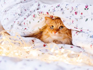 Şirin zencefil kedi ampulleri parlayan ile yatakta oturuyor. Kabarık pet merakla görünüyor. Rahat ev tatil arka plan.