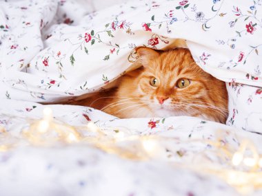 Şirin zencefil kedi ampulleri parlayan ile yatakta oturuyor. Kabarık pet merakla görünüyor. Rahat ev tatil arka plan.