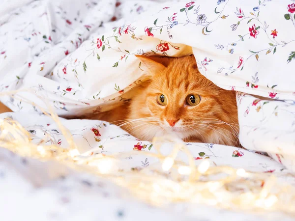 Şirin zencefil kedi ampulleri parlayan ile yatakta oturuyor. Kabarık pet merakla görünüyor. Rahat ev tatil arka plan.