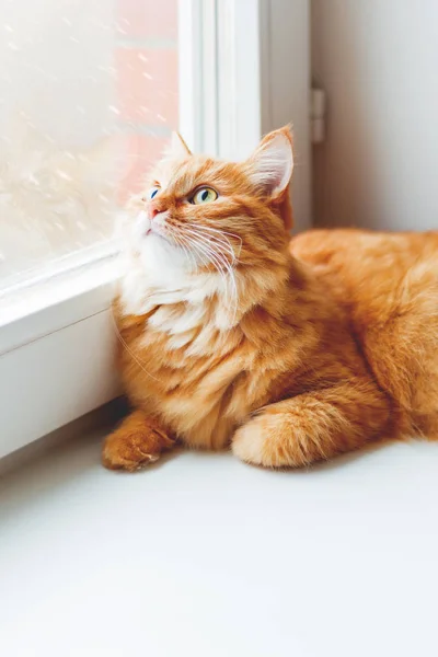 Roztomilý zázvor kočka sedí na okenním parapetu a při pohledu na padající sníh. Útulný domov pozadí s domácí nadýchané pet. Místo pro text. — Stock fotografie