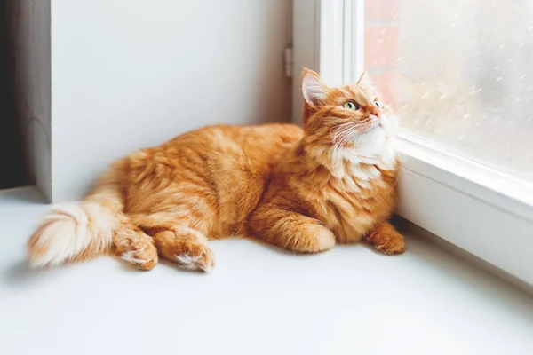 Gato de gengibre bonito sentado no peitoril da janela e olhando para a neve caindo. Aconchegante casa fundo com animal de estimação fofo doméstico . — Fotografia de Stock