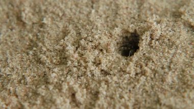 Minik Yengeç delikten tarar. Phuket Island, Tayland tarihinde kum plaj.