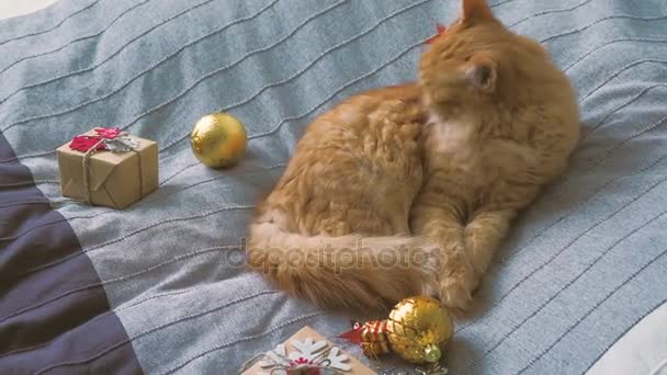 Lindo gato jengibre lamiendo en la cama con regalos de Año Nuevo en papel artesanal. Acogedor hogar Navidad vacaciones fondo . — Vídeo de stock