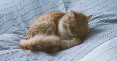 Şirin zencefil kedi üzerinde gri battaniye yatakta yalan. Kabarık evde beslenen hayvan onun pençeleri yalıyor ve uyuyacak. Rahat ev arka plan.