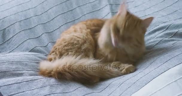 Lindo gato jengibre acostado en la cama sobre una manta gris. Fluffy mascota está lamiendo sus patas y va a dormir. Acogedor fondo casero . — Vídeos de Stock