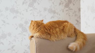 Şirin zencefil kedi kanepe kolunda yalan. Kabarık evde beslenen hayvan fotoğraf makinesindeki yıldızı. Rahat ev arka plan.