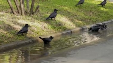Siyah Kuzgunlar su birikintisine banyo. Güneşli bir günde Bangkok, Tayland.