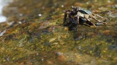 Deniz kenarında bir kayanın üzerinde tarama ve yiyecek için yengeç. Yengeç yemek pençeleri kullanarak onun ağzına gönderme. Phuket Island, Tayland.