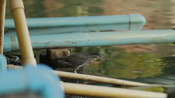 Bittern looking for fish in water. Small bird hunting for food. — Stock Video