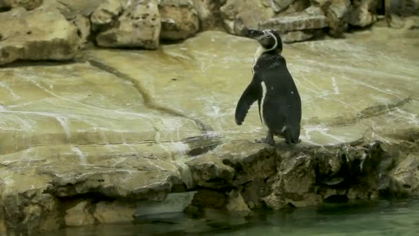 Humboldt Penguin Peruvian Penguin Spheniscus humboldti se queda en el borde del estanque en el recinto. Bangkok, Tailandia . — Vídeo de stock