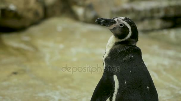 Humboldt pingüino peruano pingüino Spheniscus humboldti — Vídeo de stock