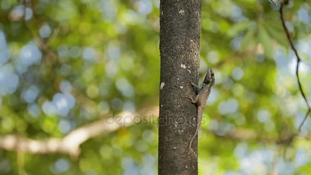 Iguana siedzi na pniu drzewa. Bangkok, Tajlandia. — Wideo stockowe