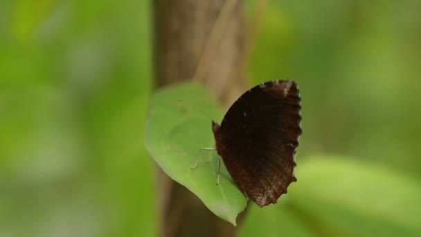 Motyl na liść, makro życie owadów tropikalnych lasów deszczowych. Bangkok, Tajlandia. — Wideo stockowe