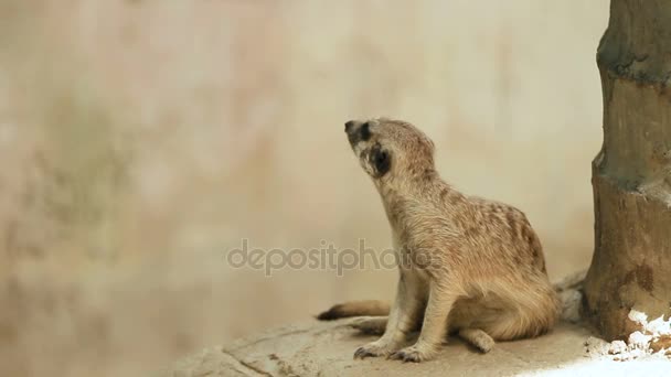 Meerkat ou suricate, Suricata suricatta s'assoit sur une pierre dans un enclos et renifle. Bangkok, Thaïlande .