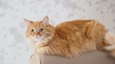 Şirin zencefil kedi kanepe kolunda yalan. Kabarık evde beslenen hayvan fotoğraf makinesindeki yıldızı. Rahat ev arka plan.