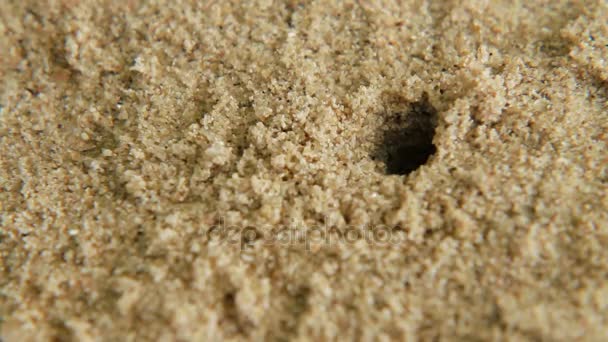 Tiny crab crawls out of hole. Sand beach on Phuket island, Thailand. — Stock Video