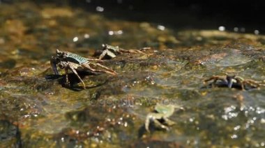 Deniz kenarında bir kayanın üzerinde tarama ve yiyecek için yengeç. Yengeç yemek pençeleri kullanarak onun ağzına gönderme. Phuket Island, Tayland.